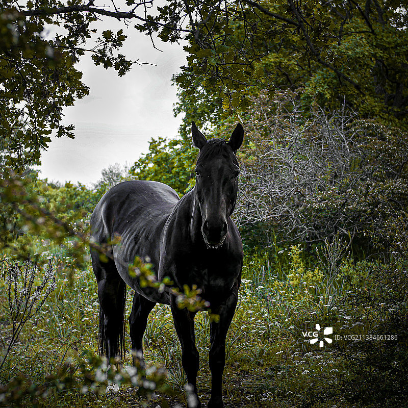 站在田野上的野马画像，意大利巴里科拉托图片素材