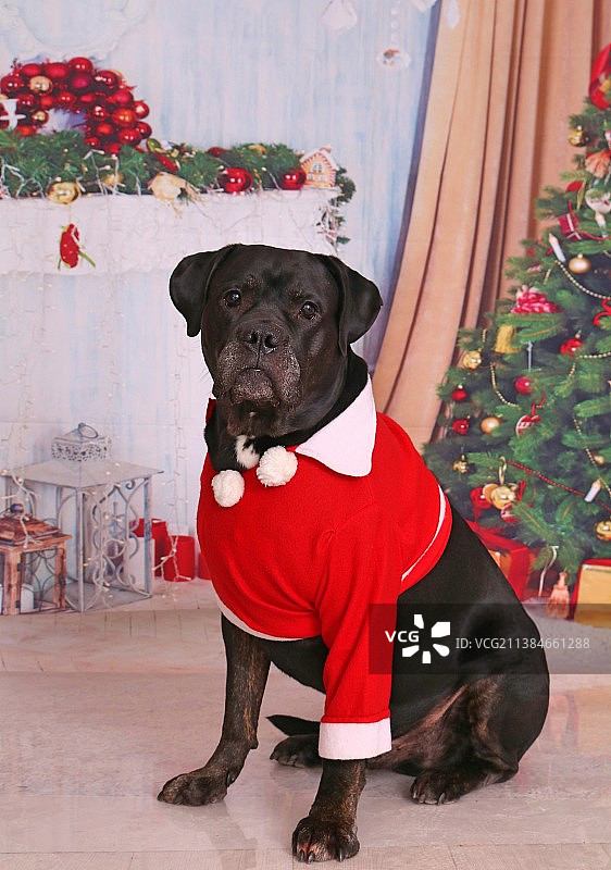 纯种狗坐在圣诞树前的肖像图片素材