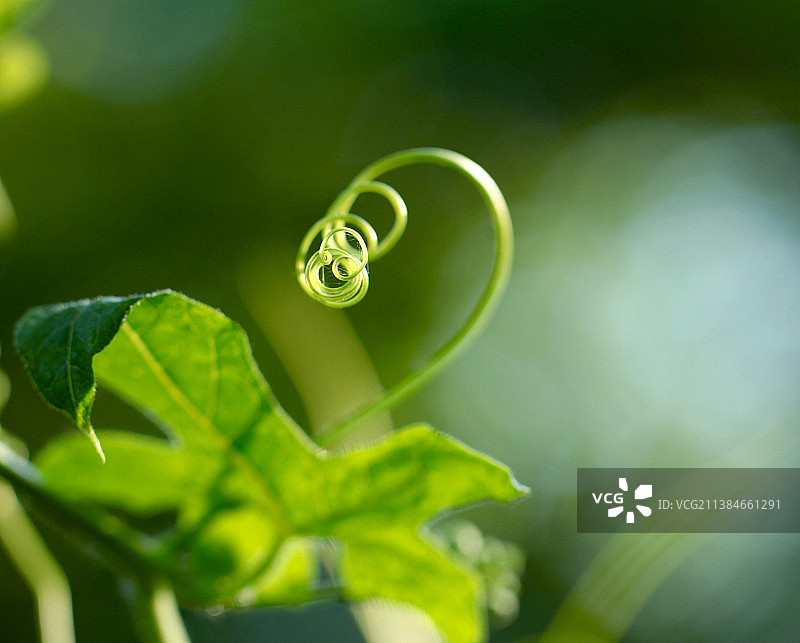 绿色植物的特写图片素材