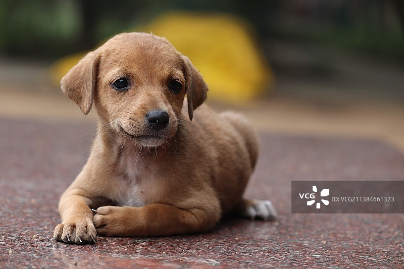 一年前在印度泰米尔纳德邦金奈户外拍摄的小狗肖像图片素材