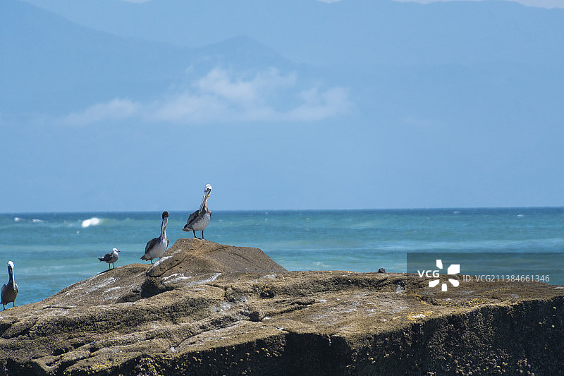 两只鹈鹕栖息在海边的岩石上图片素材