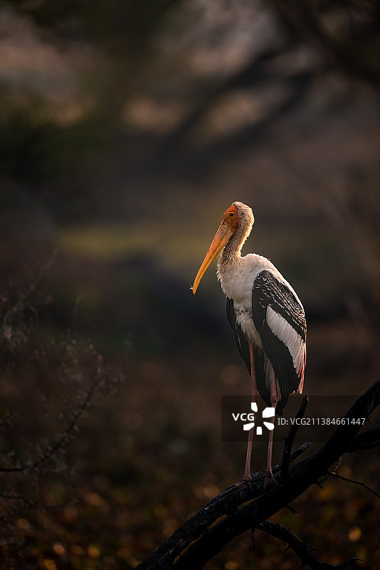 彩鹳特写，鹳栖息在树枝上的特写图片素材