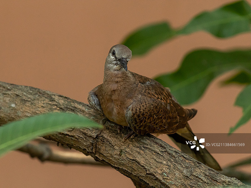 栖息在树枝上的鸽子特写图片素材