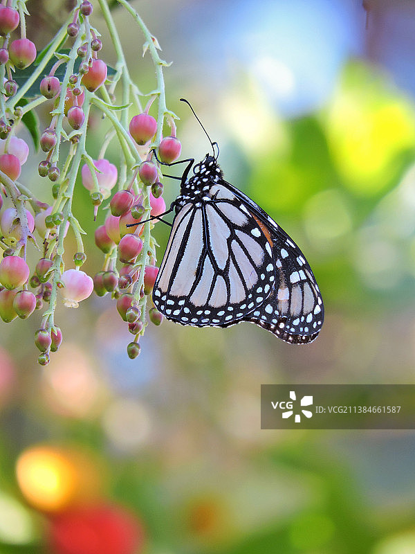 蝴蝶在花上采蜜特写，美国加利福尼亚州圣地亚哥图片素材