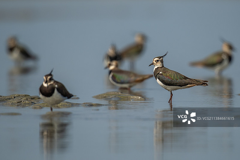 在湖中游泳的鸟类特写图片素材