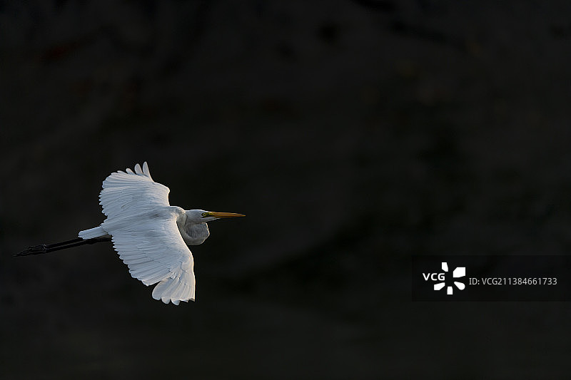 黑背景下的白鹭特写图片素材