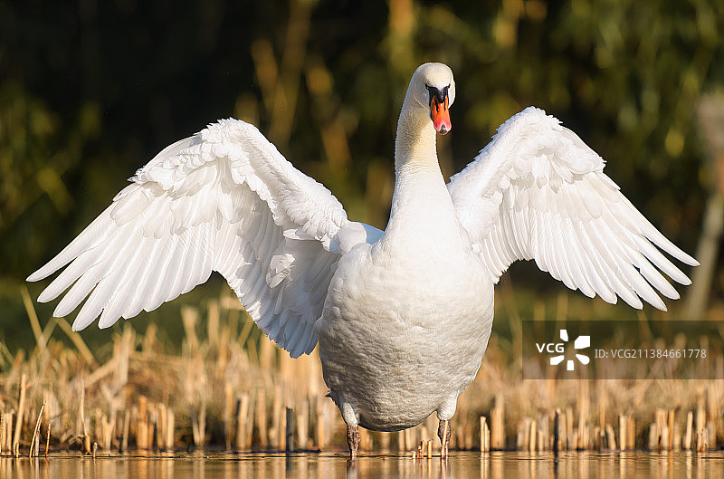 鸭子栖息在湖面上特写图片素材