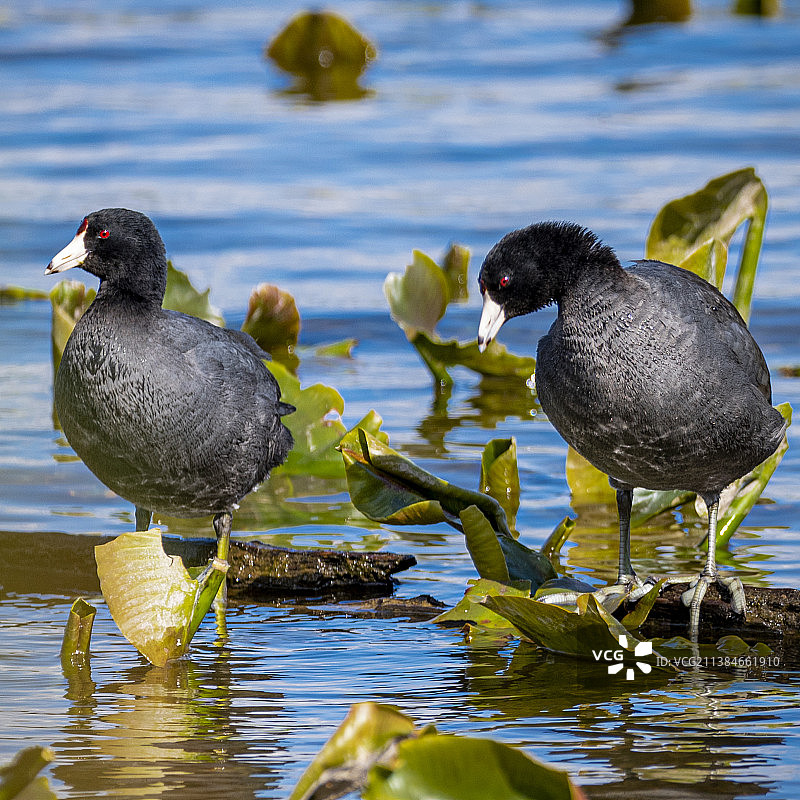 萨马米什湖州立公园的骨顶鸡，美国图片素材