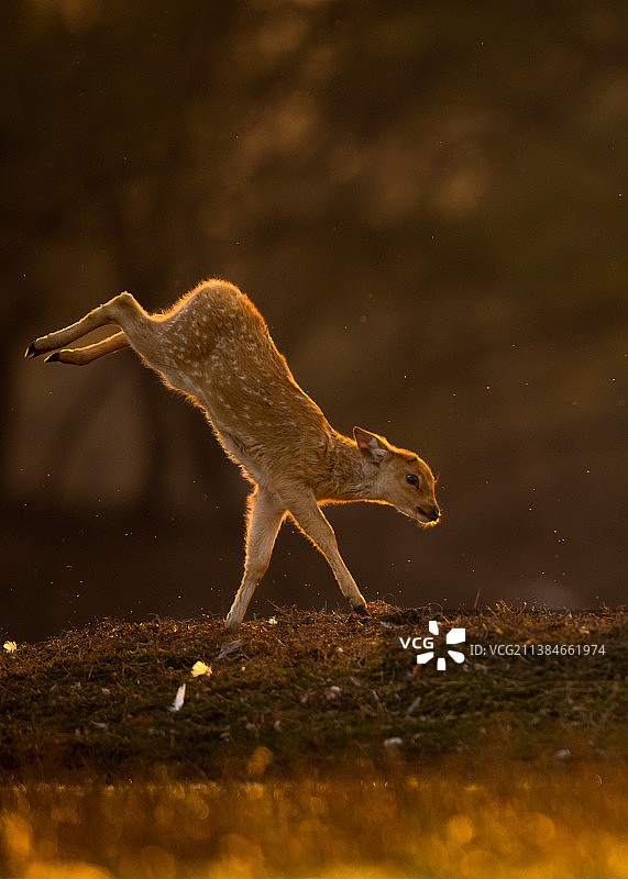 跳跃的鹿崽，田野上行走的松鼠的侧视图图片素材
