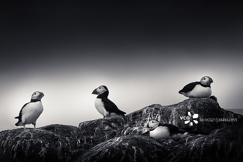 法恩群岛：天空中栖息在岩石上的鸟儿仰视视角图片素材