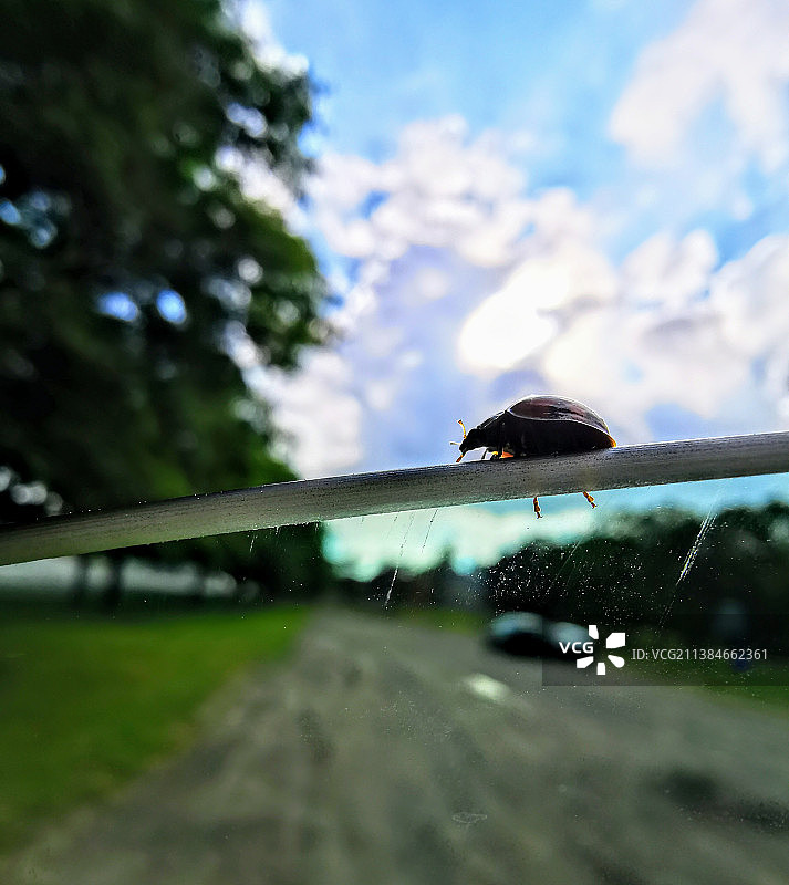 阴天蓝天下湿植物上的瓢虫特写图片素材