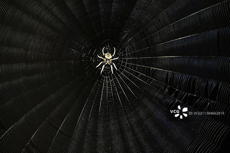 蛛网上的蜘蛛特写图片素材
