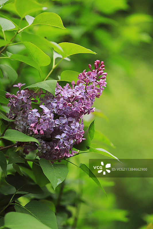 紫色开花植物的特写图片素材