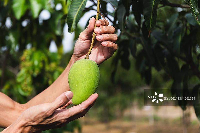 农民手持泰国树枝上的小芒果图片素材