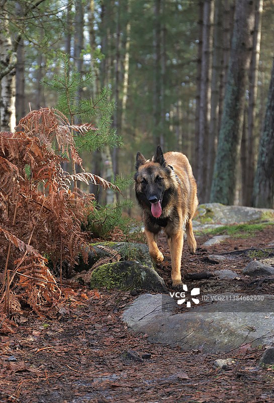 法国，堡垒中的德国牧羊犬图片素材