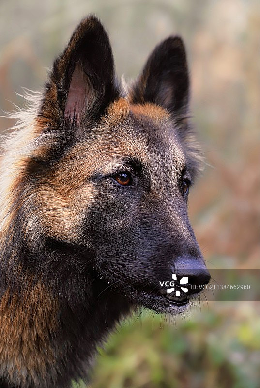 法国小狗回眸特写图片素材