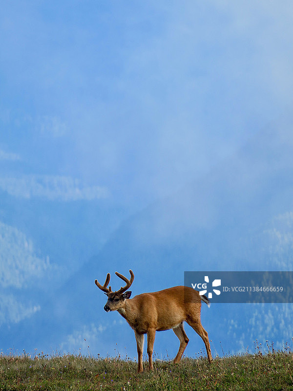 迷雾山脉中田野上的鹿图片素材