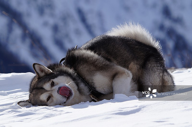 雪地里哈士奇雪橇犬的特写图片素材