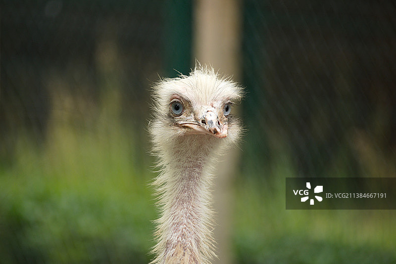 普通美洲鸵鸟的特写肖像，保加利亚图片素材