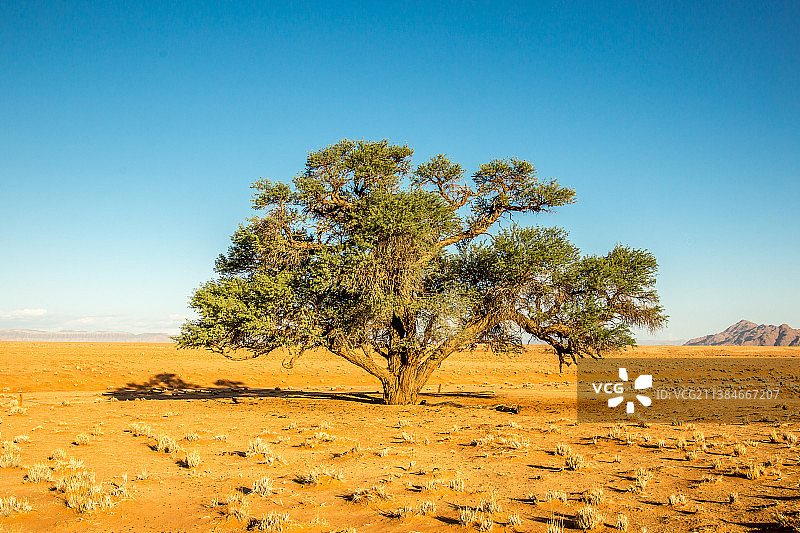 纳米比亚哈达普地区：蓝天下的田野树木图片素材