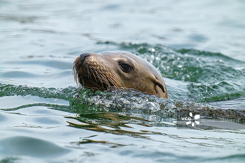 游泳的海狮，在海里游泳的海豹特写，德尔雷码头，加利福尼亚州，美国图片素材