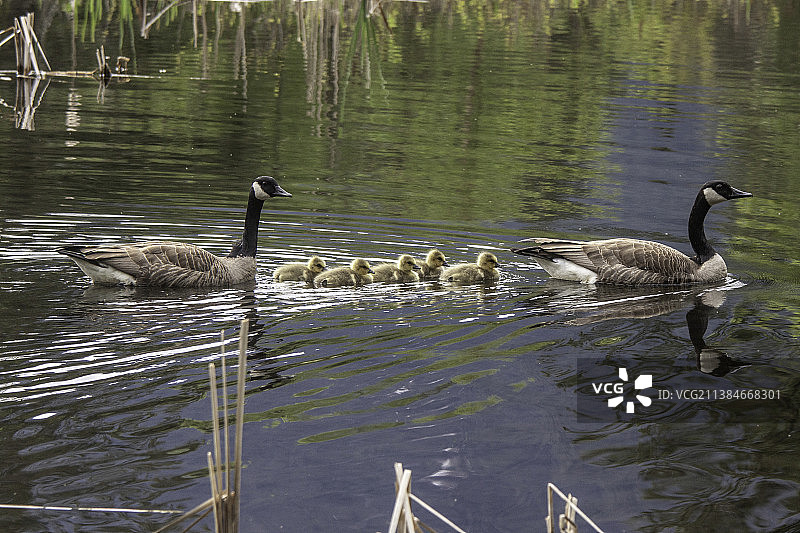 鸭妈妈和小鸭子在池塘里图片素材