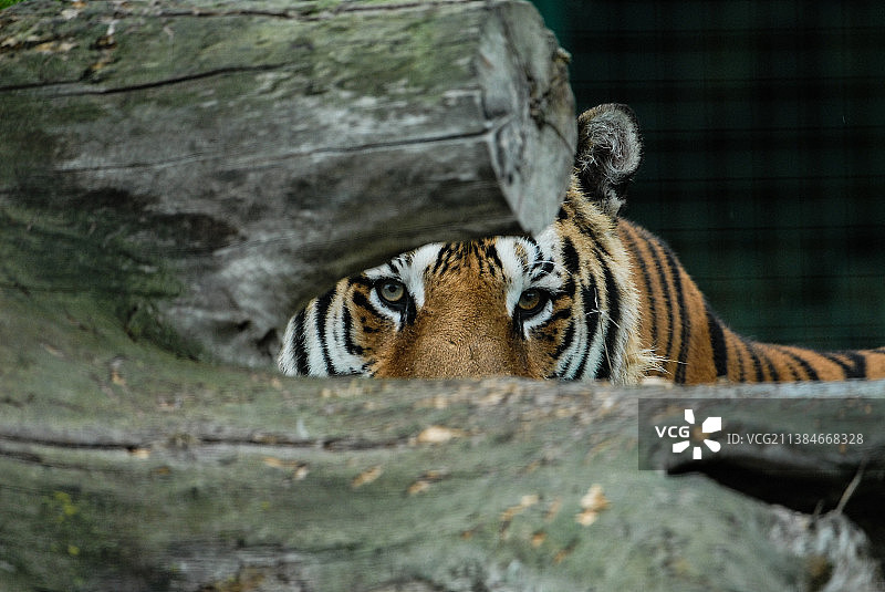 苏门答腊虎在围栏中窥视树干后方特写图片素材