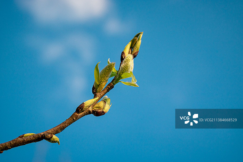 仰视角度拍摄的植物与蔚蓝天空图片素材