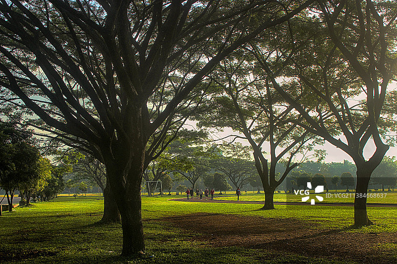 公园里的树木图片素材