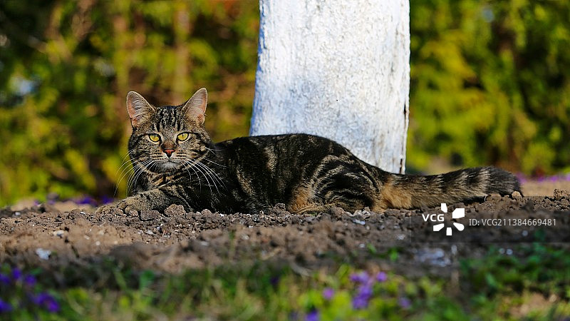 在户外放松的猫写真，立陶宛基维利亚伊图片素材