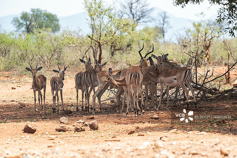 南非森林中野生瞪羚群的侧面照图片素材