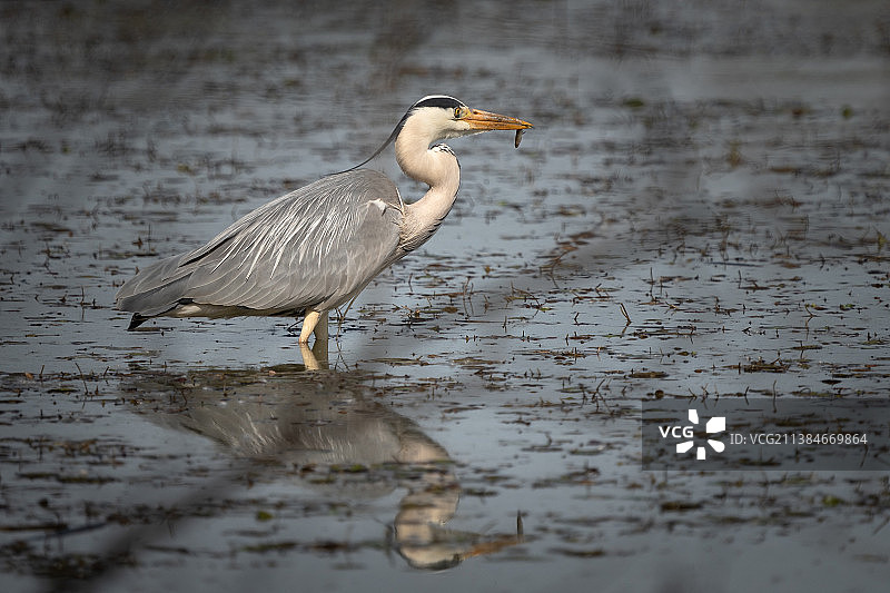 卡瓦纳塔山谷湖中黄色栖息的鸟的侧视图图片素材