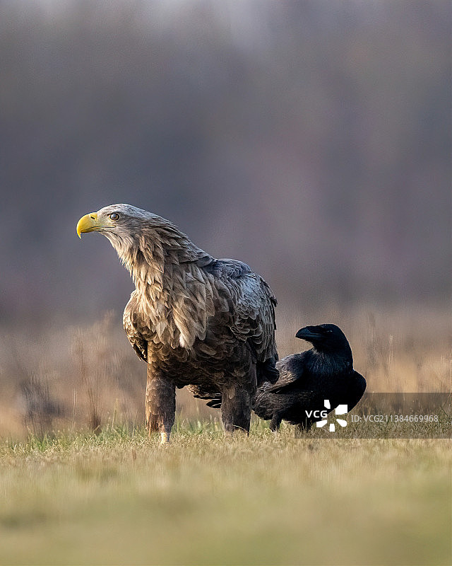 栖息在田野上的雄鹰特写图片素材