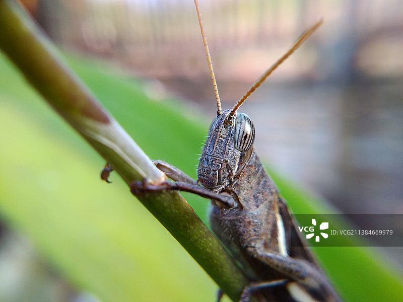 草蜢，叶子上的昆虫特写，印度尼西亚图片素材