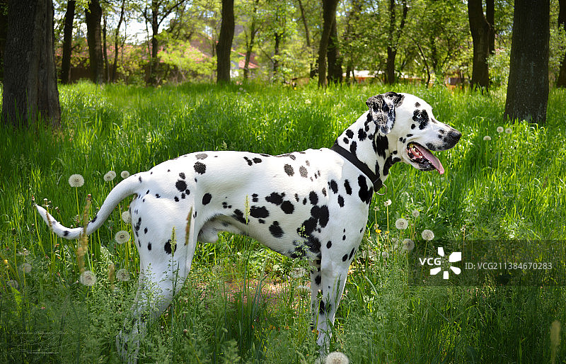 这只狗，侧视图的达尔马提亚纯种训练猎犬站在田野上，索菲亚，保加利亚图片素材