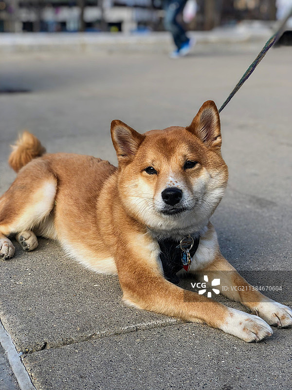 美国街头上的柴犬肖像图片素材