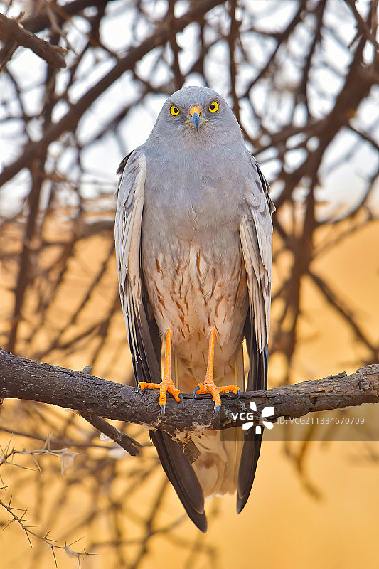 阴影中的雀鹞，栖息在树枝上的幼年横斑腹小鸮，印度马哈拉施特拉邦图片素材