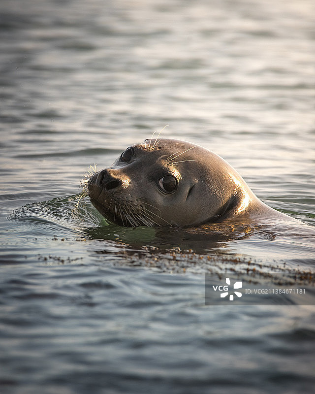 海豹的眼睛，海狮在海中游泳特写图片素材