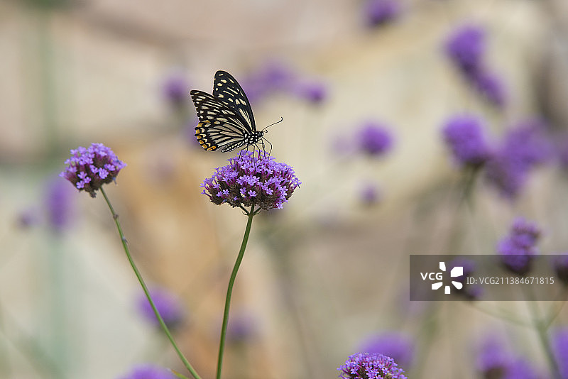 黑脉蛱蝶图片素材