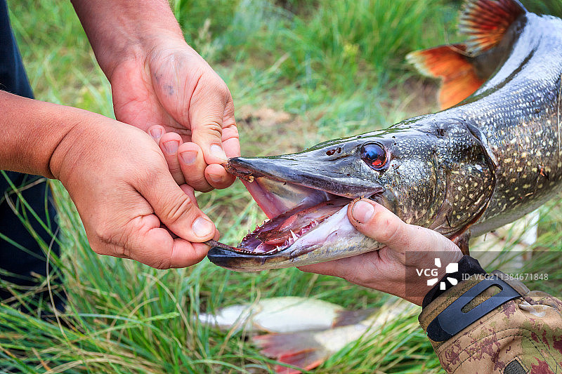 钓到大梭鱼和带线圈的纺车图片素材