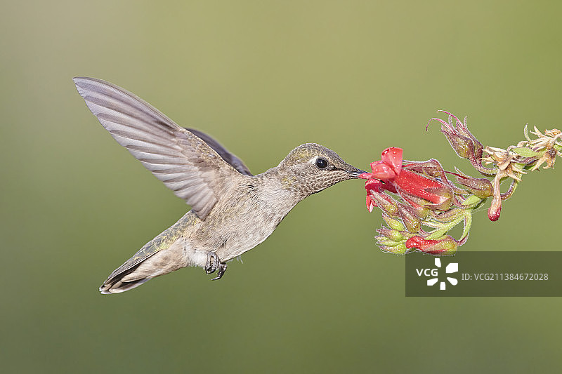 安娜蜂鸟飞过粉色花朵的特写，美国图片素材