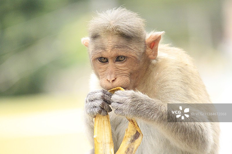 吃香蕉的猴子（印度卡纳塔克邦班加罗尔）图片素材