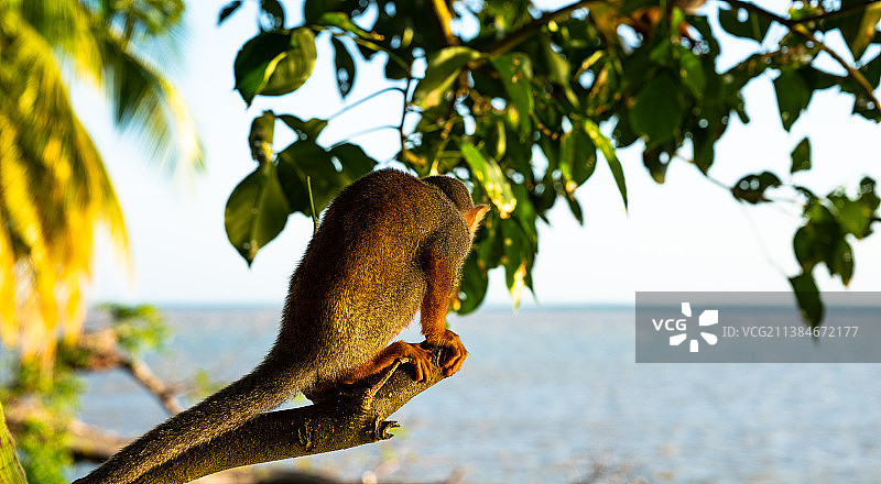 做白日梦：法属圭亚那海滩树干上的松鼠特写图片素材