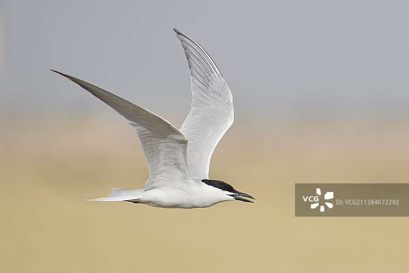 燕鸥飞翔特写，索尔顿海，美国加利福尼亚州图片素材