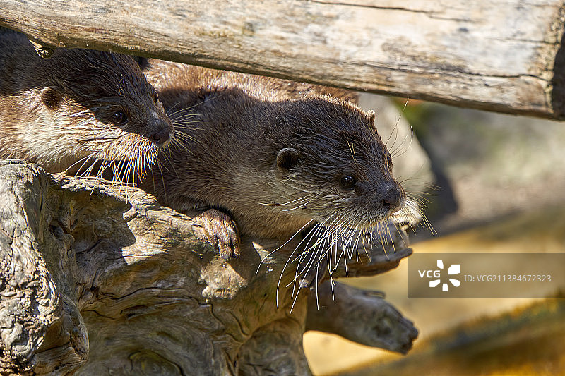 斯图加特威廉动物园，草原犬的木头上特写图片素材