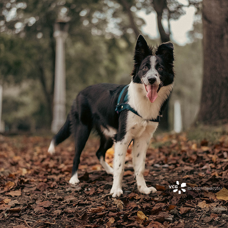秋季阿根廷的博德牧羊犬图片素材