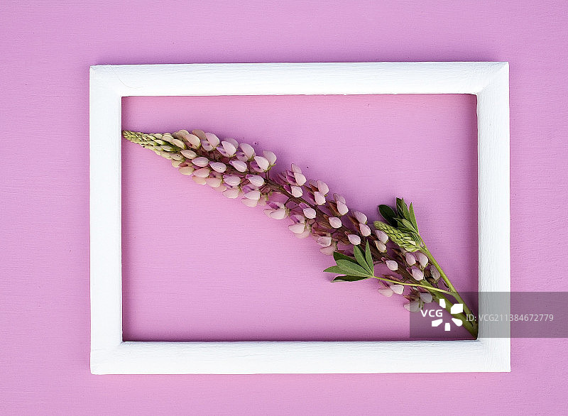 俄罗斯：彩色背景上的花朵和空相框的俯视图图片素材