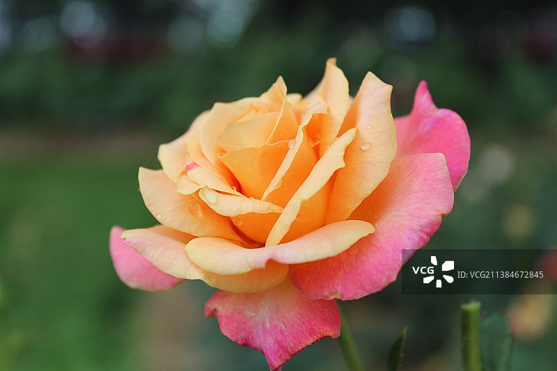 柔和编辑的粉色和橙色玫瑰，美国田纳西州图片素材