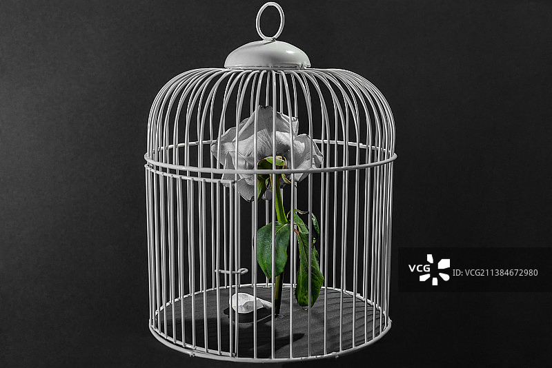 鸟笼与白色玫瑰特写，黑色背景图片素材