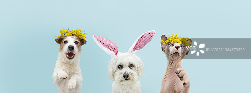 复活节banner，小狗与鲜花和复活节彩蛋的春季肖像，蓝色背景图片素材